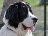 Association Canine de Haute-Garonne