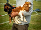 Association Canine de Haute-Garonne