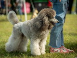 Association Canine de Haute-Garonne