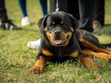 Association Canine de Haute-Garonne