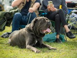 Association Canine de Haute-Garonne