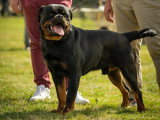 Association Canine de Haute-Garonne