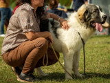 Association Canine de Haute-Garonne