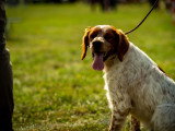 Association Canine de Haute-Garonne