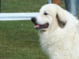 Association Canine de Haute-Garonne