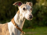 Association Canine de Haute-Garonne