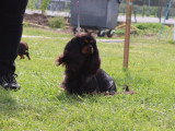 Association Canine de Haute-Garonne
