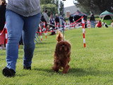 Association Canine de Haute-Garonne