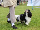 Association Canine de Haute-Garonne