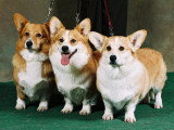 Association Canine Territoriale de l'Oise (ACTO)