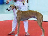 Association Canine Territoriale de l'Oise (ACTO)