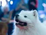 Association Canine Territoriale de l'Oise (ACTO)