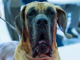 Association Canine Territoriale de l'Oise (ACTO)