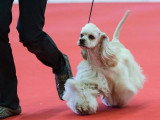 Association Canine Territoriale de l'Oise (ACTO)