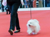 Association Canine Territoriale de l'Oise (ACTO)