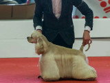 Association Canine Territoriale de l'Oise (ACTO)