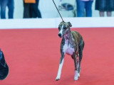 Association Canine Territoriale de l'Oise (ACTO)