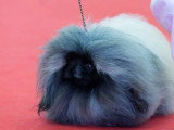 Association Canine Territoriale de l'Oise (ACTO)