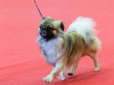 Association Canine Territoriale de l'Oise (ACTO)