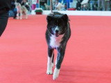 Association Canine Territoriale de l'Oise (ACTO)