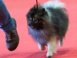 Association Canine Territoriale de l'Oise (ACTO)