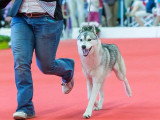 Association Canine Territoriale de l'Oise (ACTO)