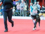 Association Canine Territoriale de l'Oise (ACTO)