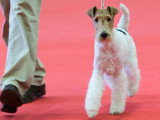Association Canine Territoriale de l'Oise (ACTO)