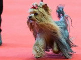 Association Canine Territoriale de l'Oise (ACTO)