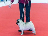 Association Canine Territoriale de l'Oise (ACTO)