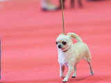 Association Canine Territoriale de l'Oise (ACTO)