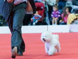 Association Canine Territoriale de l'Oise (ACTO)