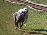 Association Canine Territoriale de la Charente Maritime