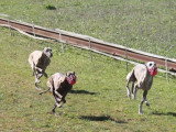 Association Canine Territoriale de la Charente Maritime