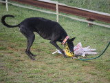 Association Canine Territoriale de la Charente Maritime
