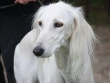 Association Canine Territoriale de la Charente Maritime