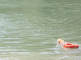 Association Canine Territoriale de la Charente Maritime