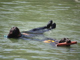 Association Canine Territoriale de la Charente Maritime