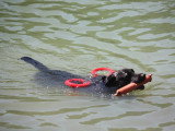 Association Canine Territoriale de la Charente Maritime