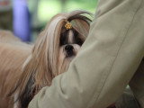 Association Canine Territoriale de la Charente Maritime
