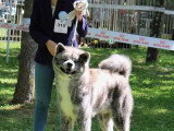 Association Canine Territoriale de la Charente Maritime