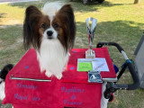 Association Canine Territoriale de la Charente Maritime