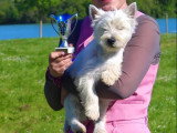 Association Canine Territoriale de la Charente Maritime