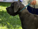 Association Canine Territoriale de la Charente Maritime