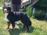 Association Canine Territoriale de la Charente Maritime