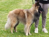 Association Canine Territoriale de la Charente Maritime