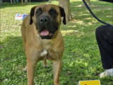 Association Canine Territoriale de la Charente Maritime