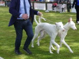 Association Canine Territoriale de la Charente Maritime
