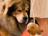 Assocation Canine Maine Anjou