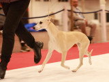 Assocation Canine Maine Anjou
